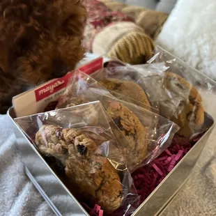 a dog sniffing a box of cookies