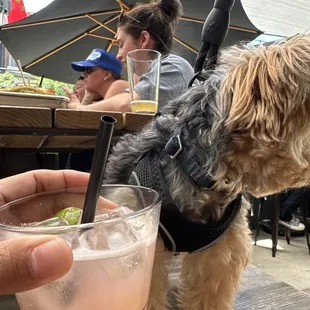 Honestly love the mock tail and dog friendly vibes!