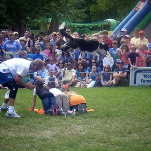 Dog in midair, good catch!