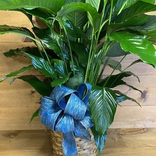 Medium Peace Lilly