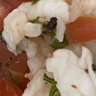 fly in the ceviche