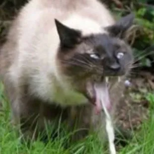 After eating the buffet