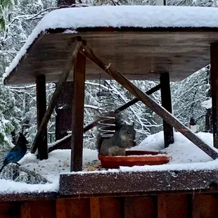 Stephanie even feeds the squirrels- yes squirrel food