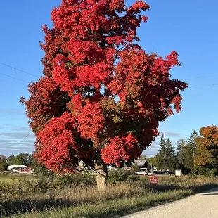 Beautiful fall colors on the property