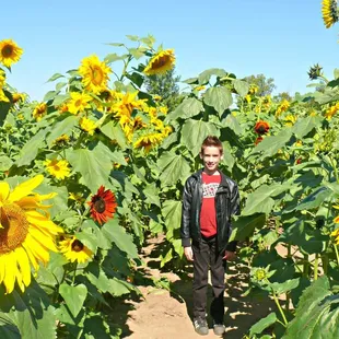 Sunflower maze 2018