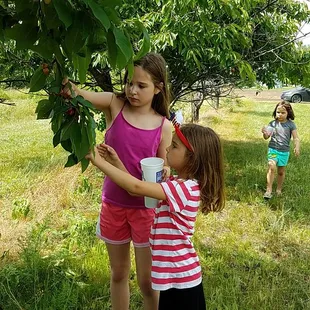 two girls picking cherries from a tree
