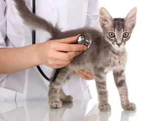 Hartland Park Animal Hospital