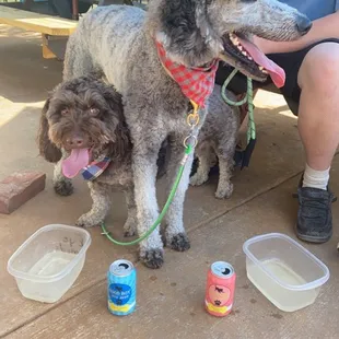 The boys and their dog &quot;beer&quot;