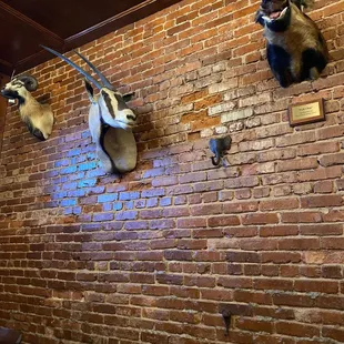 Taxidermy on the saloon wall