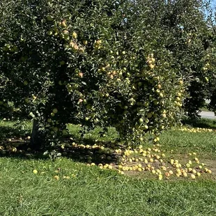 So many apples!