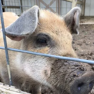 Farm animals to visit