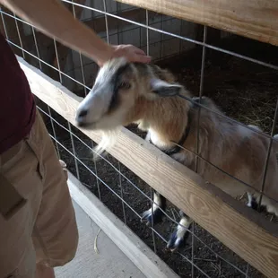 Petting zoo