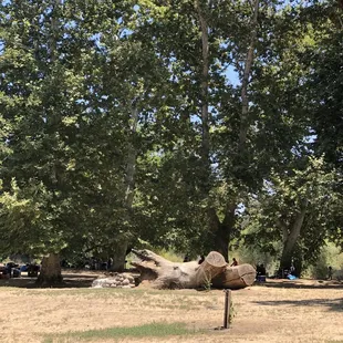 Tree stump
