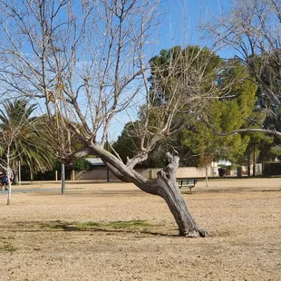 So beautiful at Mccormick park