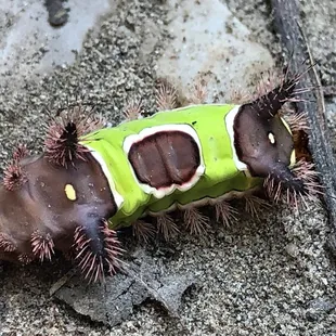 Cool caterpillar. What kind of butterfly do you think this will become?
