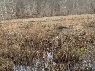 Yellowwood State Forest