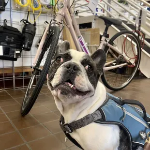 Thank you to the amazing staff at Mccully Bike shop for helping me pick out my next ride!