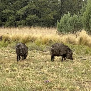 Got to see some special animals, can you guess who?