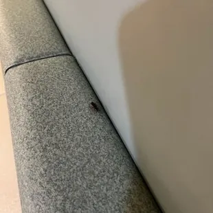 I was eating my burger then out the corner of my eye i saw a cockroach