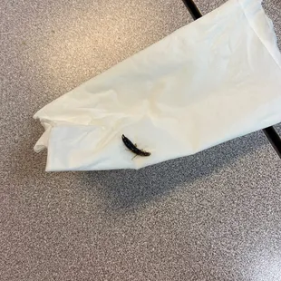 Pincher bug that was in my iced coffee