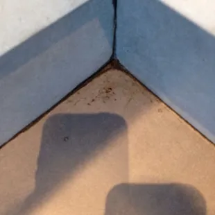 Roaches