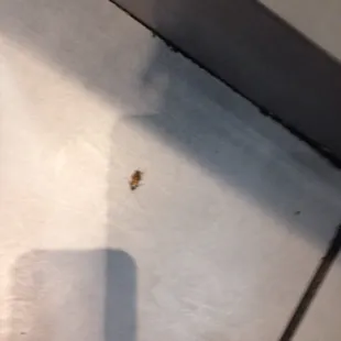 Roaches