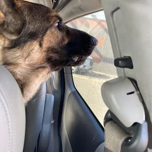 a dog sitting in the passenger seat of a car