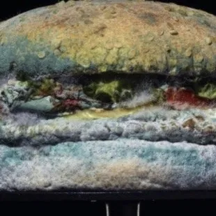 a hamburger covered in mold