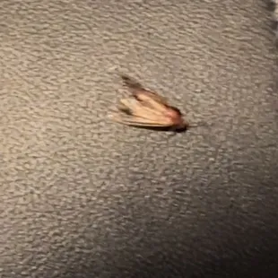 a dead bird on a couch