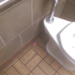 Look!! A dirty tampon that employees ignore during work hours!