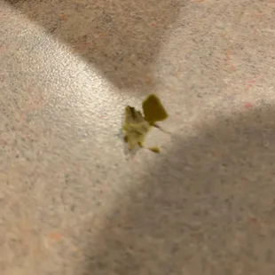 a small piece of food on the floor