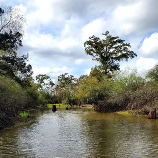Another view of the swamp