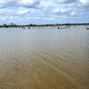 Another view of the old Cypress tree stumps