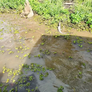 Smaller alligators disturbed by the boat