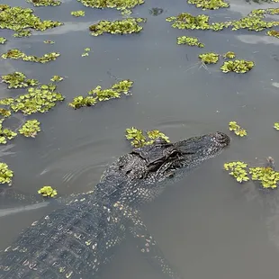 Alligator