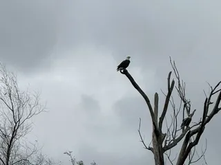 The Last Wilderness Swamp Tour