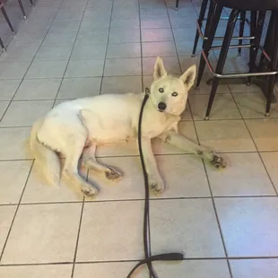 a white dog laying on the floor