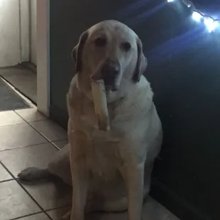 a dog sitting on the floor