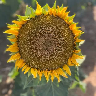 Sunflower