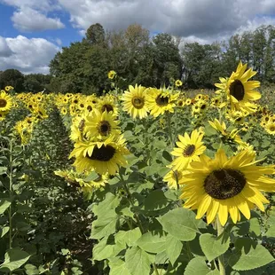 sunflower field