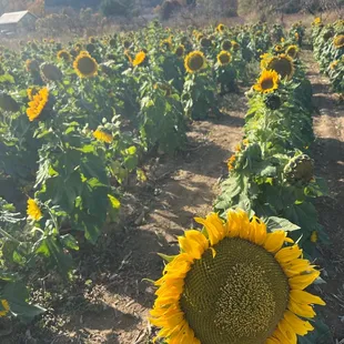 Sunflower fields