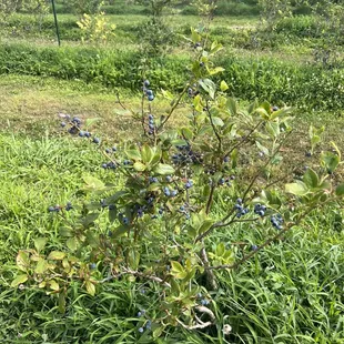 Blueberries