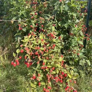 Raspberries