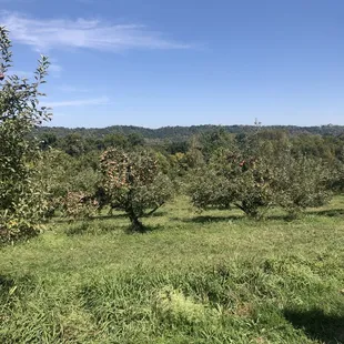 The orchard