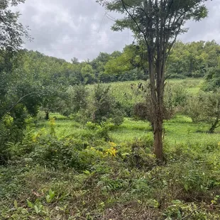 Beautiful Farm