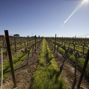rows of vines