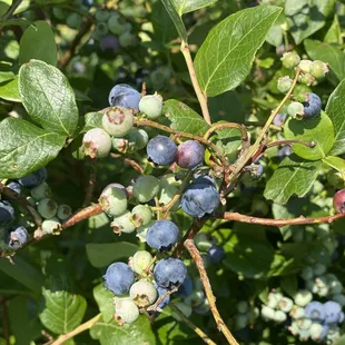 a cluster of blueberries