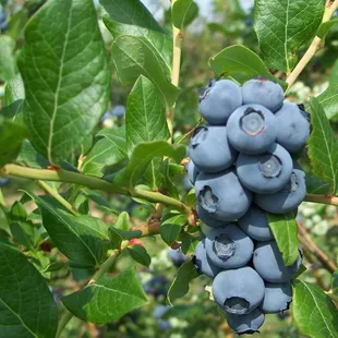 Blueberries