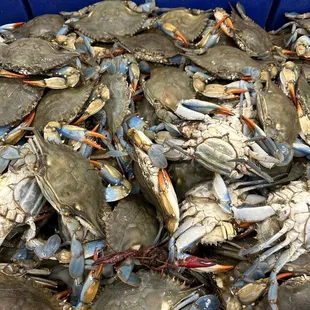 Blue Crabs