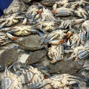 Blue Crabs